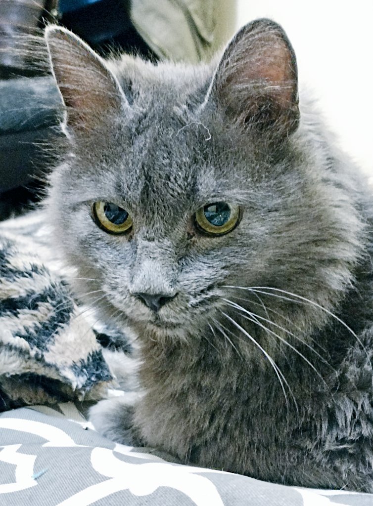 ilebe 🏃‍♀️🐈🐾🐕 tweet media