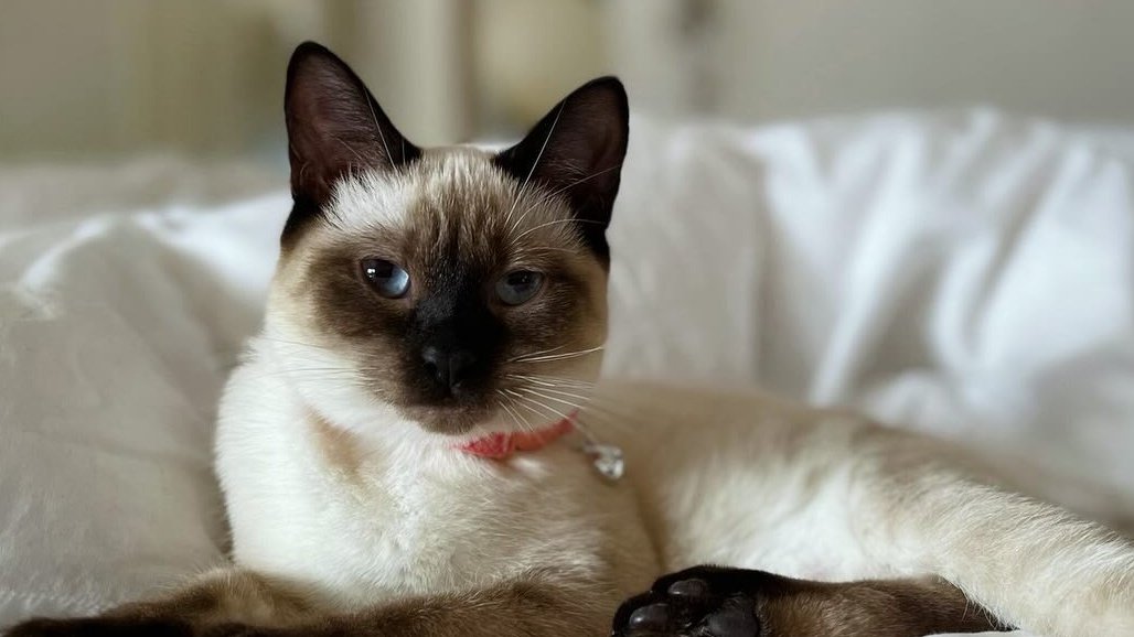 TheSwiftSociety's tweet photo. Taylor named her cat "Olivia Benson" after Mariska's character and now Mariska named hers "Karma" after Taylor 🐈 https://t.co/x4W5zHb2tl