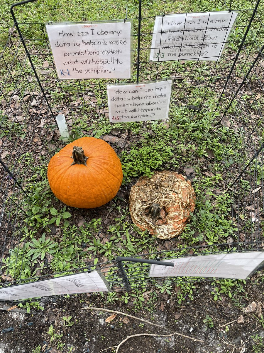 MullerMagnet's tweet image. And that’s a wrap! Our first school wide LTI has come to a close, and our students had a great time making observations and analyzing data. Can’t wait to start the next one soon!! 🎃🐊#WeAreMagnet @SDHCMagnet @HCPSElemScience @WeAreHAEST @HillsboroughSch