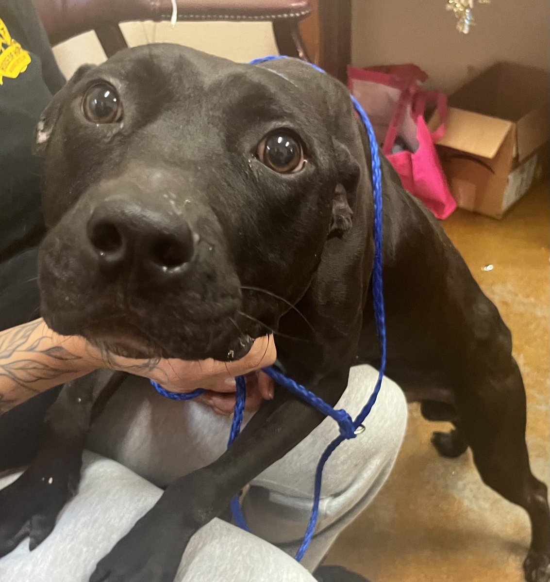LolaPatolla's tweet photo. My name is Hank.
I’ve had a very rough start to life.
I was found as an emaciated stray.
I was brought to a high kill shelter.
I have crooked legs.
I am still lovable.
I am still worthy of a home.
I will love you. Choose me? 🙏
I can be transported to you! https://t.co/TBkgj2sbGl https://t.co/ffbieN70Ae