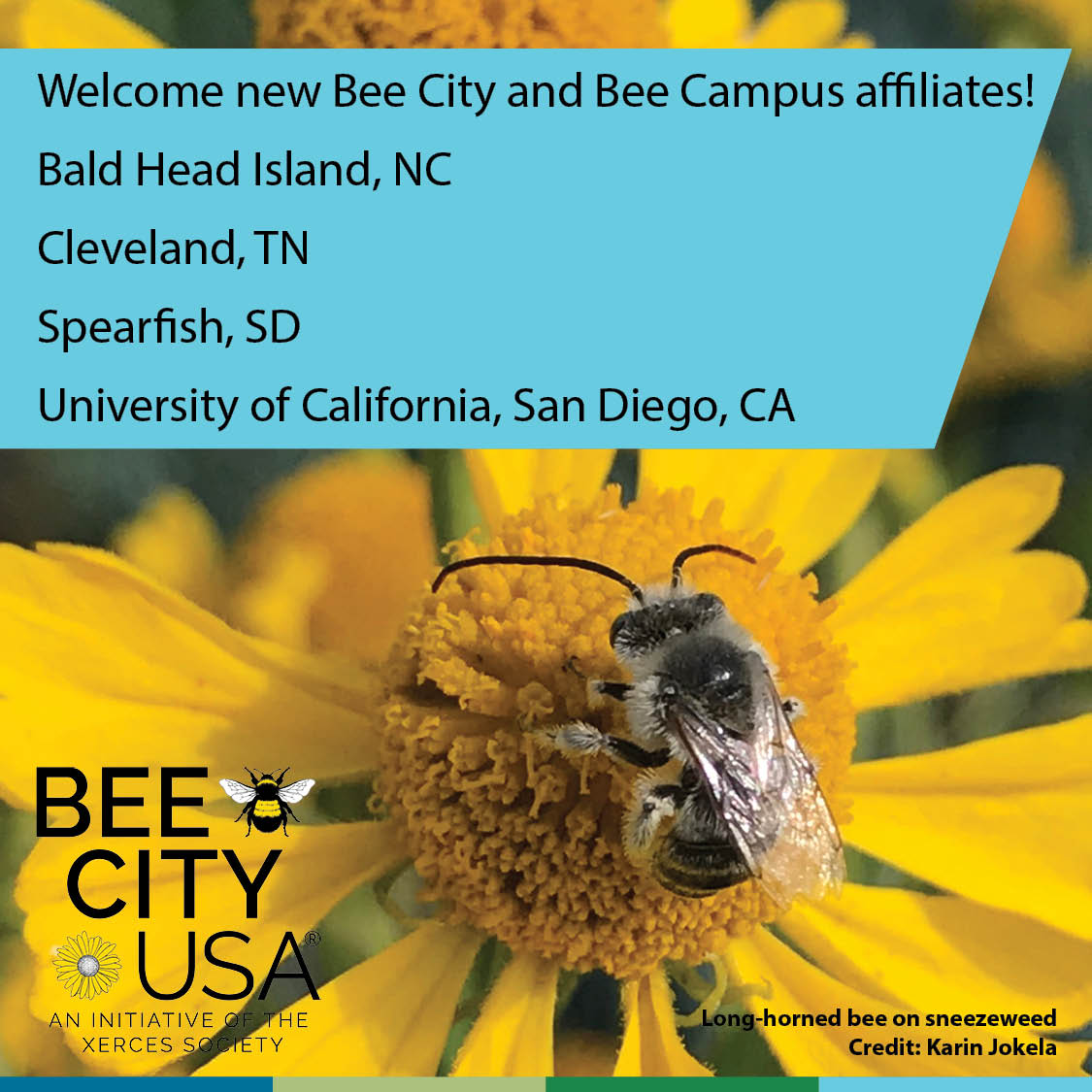 BeeCityUSA's tweet image. Please welcome our newest Bee City &amp;amp; Bee Campus affiliates: Bald Head Island, NC; Cleveland TN; Spearfish, SD; &amp;amp; UC San Diego!  @VillageofBaldHeadIsland  @Cleveland_TN @CityofSpearfish @UCSanDiego #tritons #baldheadislandnc #clevelandtn #spearfish #UCSD #beecityusa #beecampususa
