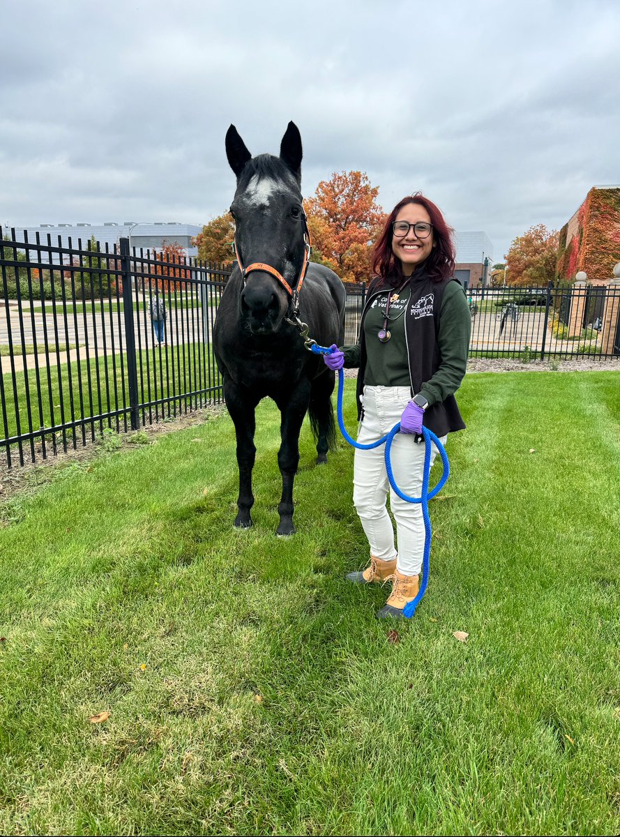MSU Veterinary Medicine tweet media