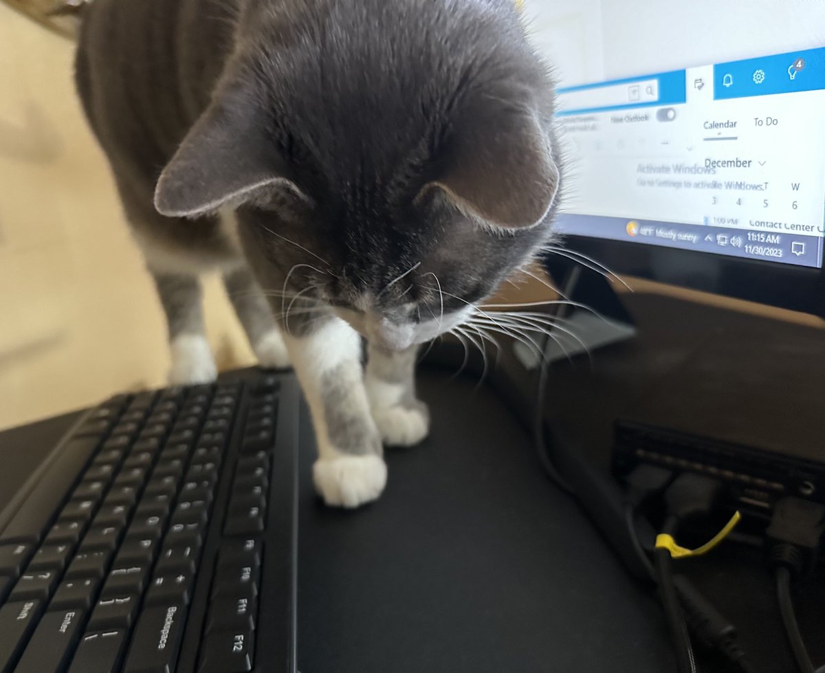 NicoleAsh0703's tweet photo. Belli was taking over today. #SupervisorCatOnDuty #FloorMonitoring #TeamLead #ClinicalLeader #FrontlineTeam #Supervisors #OperationsManagement https://t.co/YFooJ5lKji