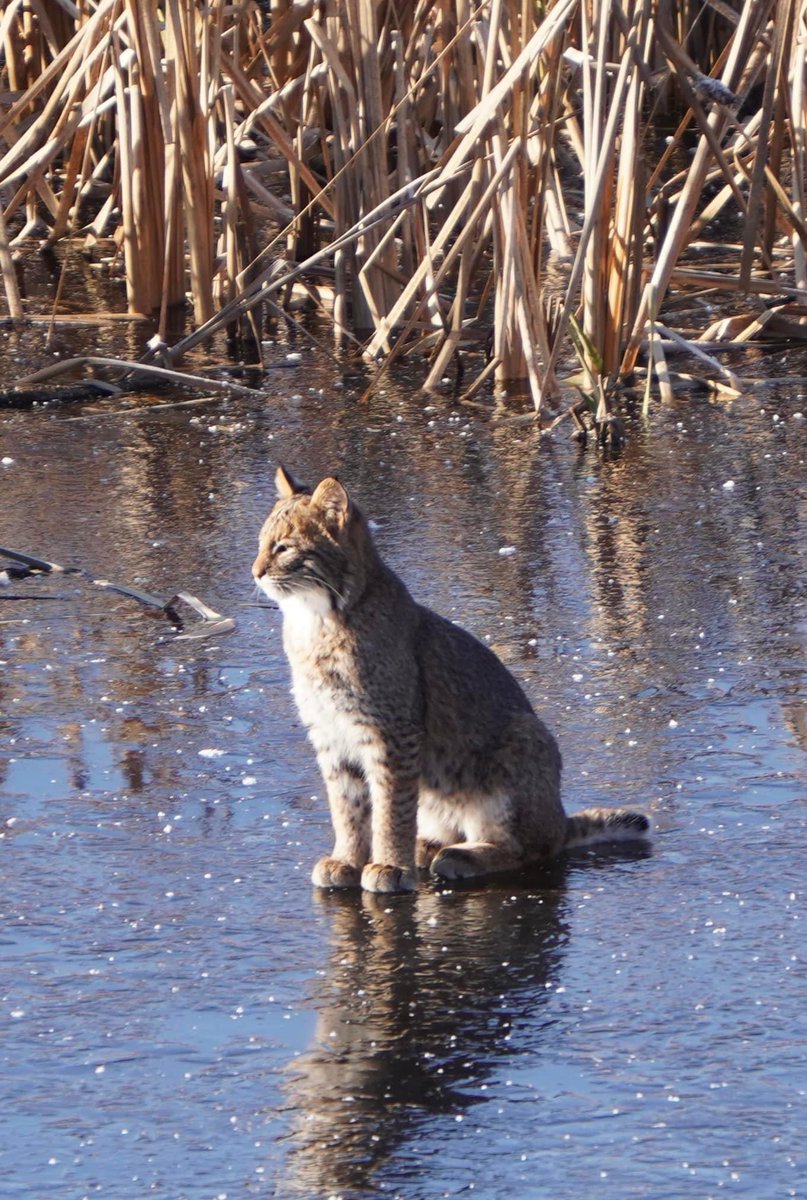 NatickBobCat tweet picture