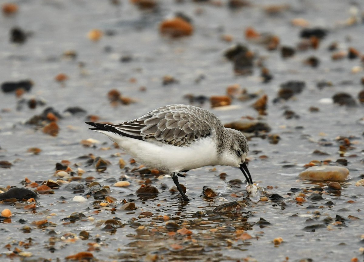 parkbirdslondon's tweet photo. The beach near Sea Palling produced 12 Sanderling, 25 Snow Buntings and a late Swallow flying over the water. Later on at Hickling Reserve 14 Swans, 12 Whooper & 2 Berwick's were feeding on the flooded Marsh, I only ever see them in fields or a decoy pond.
#birding #birdwarching https://t.co/qnVKePDhYe