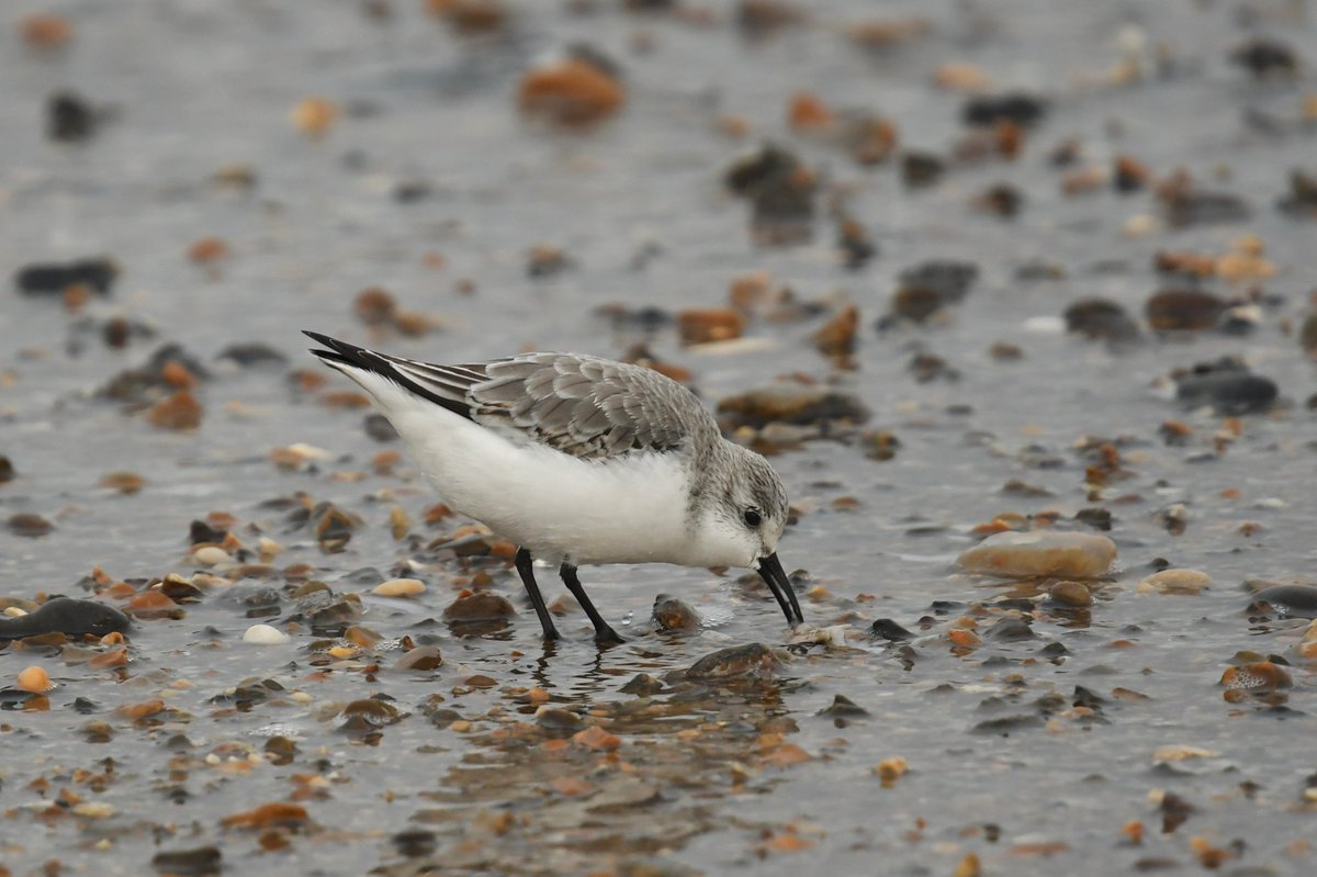 parkbirdslondon's tweet photo. The beach near Sea Palling produced 12 Sanderling, 25 Snow Buntings and a late Swallow flying over the water. Later on at Hickling Reserve 14 Swans, 12 Whooper & 2 Berwick's were feeding on the flooded Marsh, I only ever see them in fields or a decoy pond.
#birding #birdwarching https://t.co/qnVKePDhYe