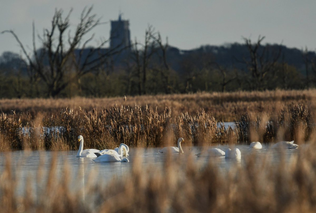 parkbirdslondon's tweet photo. The beach near Sea Palling produced 12 Sanderling, 25 Snow Buntings and a late Swallow flying over the water. Later on at Hickling Reserve 14 Swans, 12 Whooper & 2 Berwick's were feeding on the flooded Marsh, I only ever see them in fields or a decoy pond.
#birding #birdwarching https://t.co/qnVKePDhYe