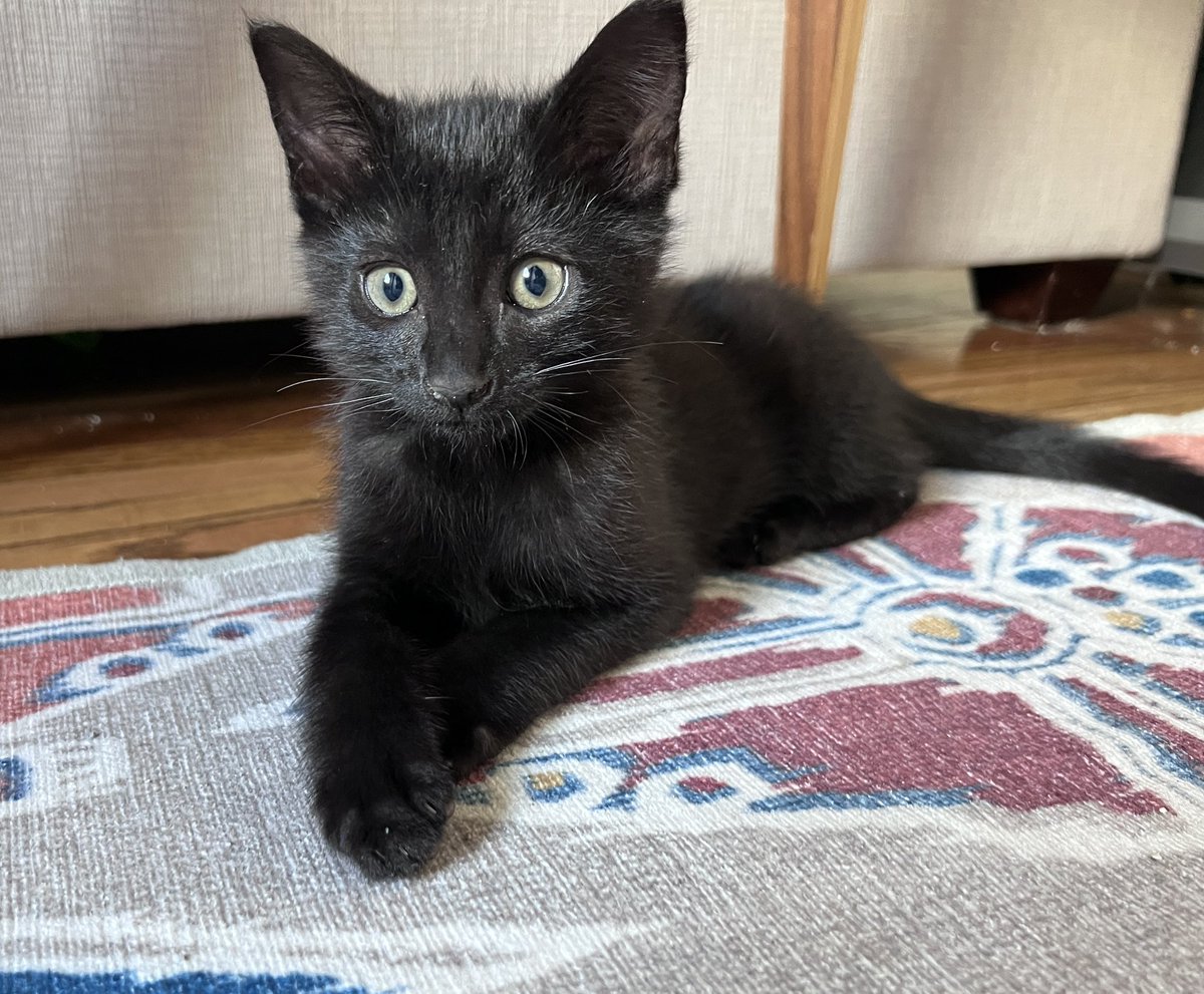 Don Nguyen 💬 WonderCon E-40 tweet media