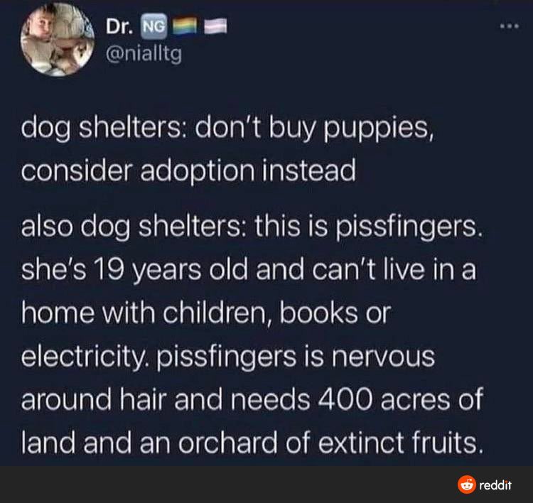 cheesecakeOBE's tweet photo. Every time I see an adoption tweet for dogs - which I wholeheartedly approve of btw - I can’t help but reminded of this gem. https://t.co/5a9MmNRD1a