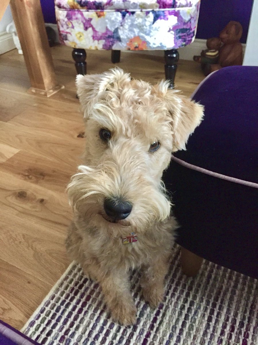 bertie_lakeland's tweet photo. Once upon a time upon a time I was very cute 🥰 https://t.co/gQmFUfF0q9