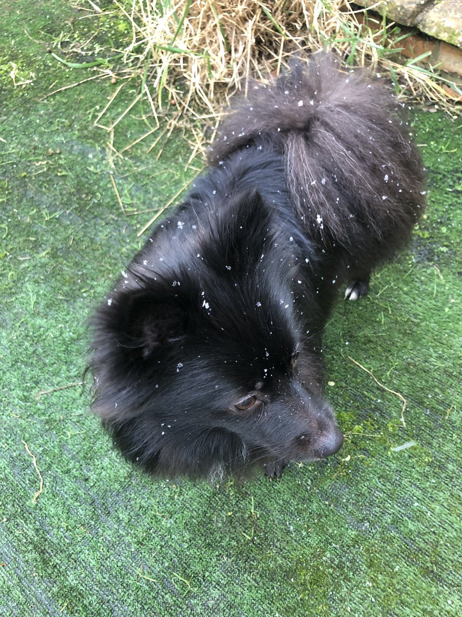 FatCatPatch's tweet photo. Little scattering of snow 🌨️ Scully loves it, proper zoomies!! https://t.co/MMFcIKhuZv