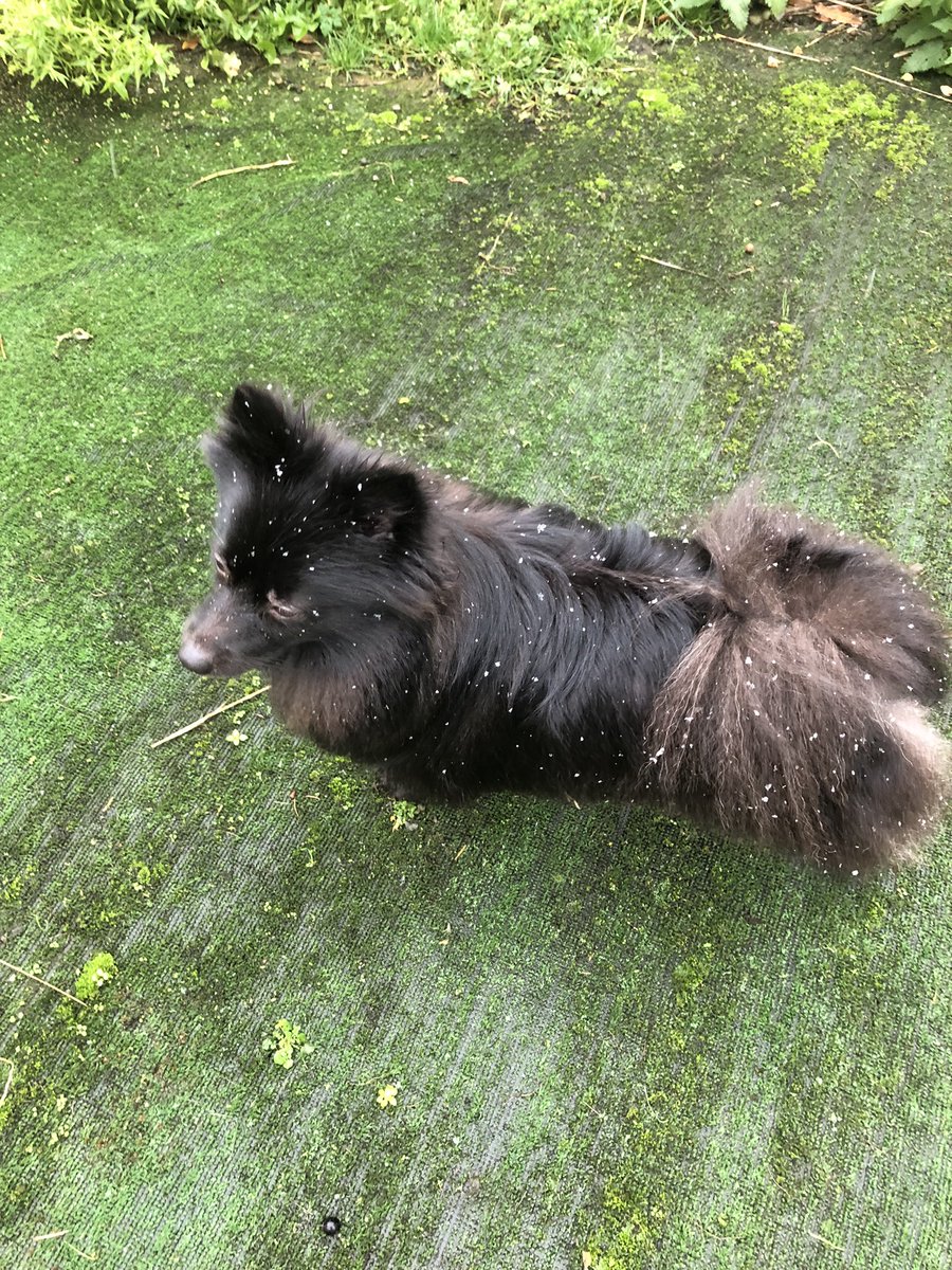 FatCatPatch's tweet photo. Little scattering of snow 🌨️ Scully loves it, proper zoomies!! https://t.co/MMFcIKhuZv