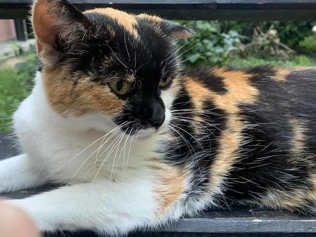 Jeszcze NIKT dziś nie pomógł 😔

8 GODZIN DO KOŃCA ZBIÓRKI ‼️

Miały dom i swoją panią. Została im ulica...

ratujemyzwierzaki.pl/gabi-i-ferbi-f…