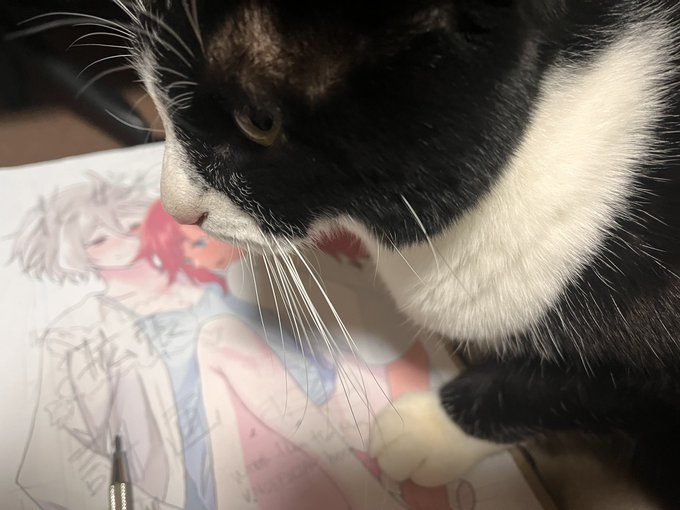 今猫が執筆してっから 