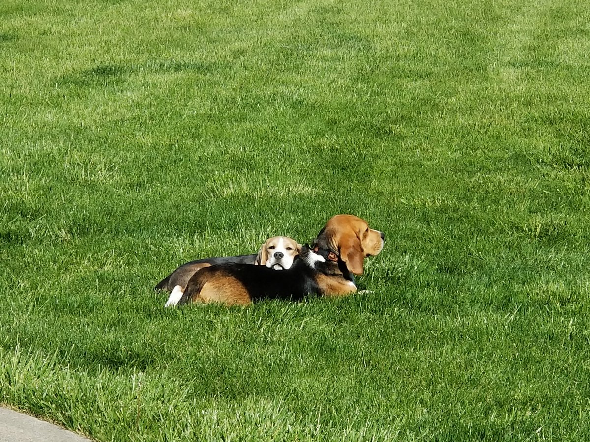 BluBodhi's tweet photo. @beaglefacts @JJLilienthal When elevating said snoot on another beagle ensures an even greater amount of ambient olfactory molecules can filter in unimpeded. https://t.co/kR3VGfjaBu