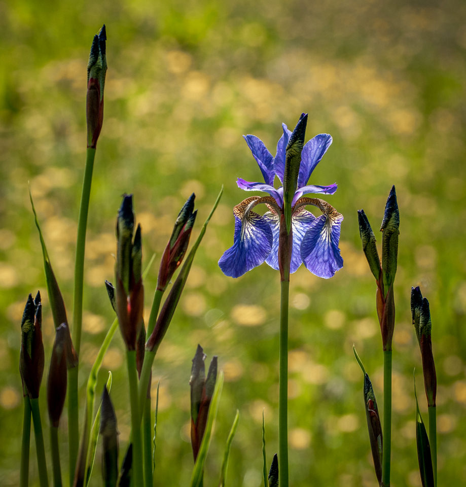 BebingtonPS's tweet photo. Congratulations to David Kelly who won our recent Jubilee Shield Competition with this set of 4 images. https://t.co/tOv5NSVEIk
