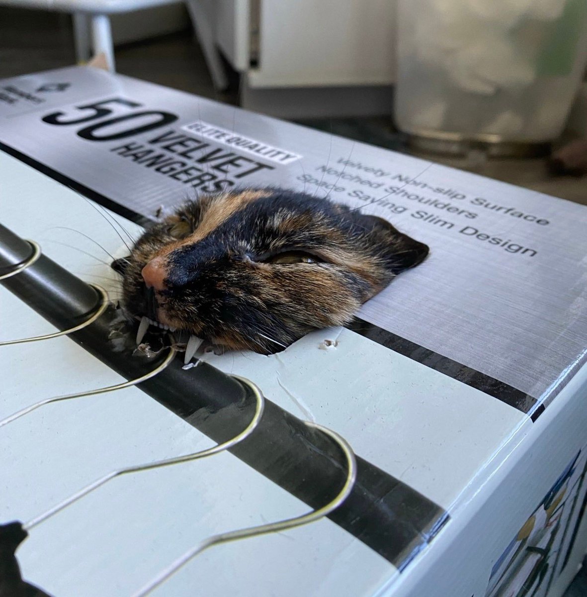 Bichinhos fofinhos pra quem ta cansado tweet media