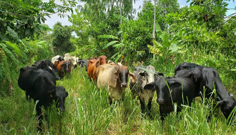 Cows grazing the inter-rows of a syntropic agroforestry system. 

Bananas, citrus, timber, milk, cheese, and meat all from a single system.