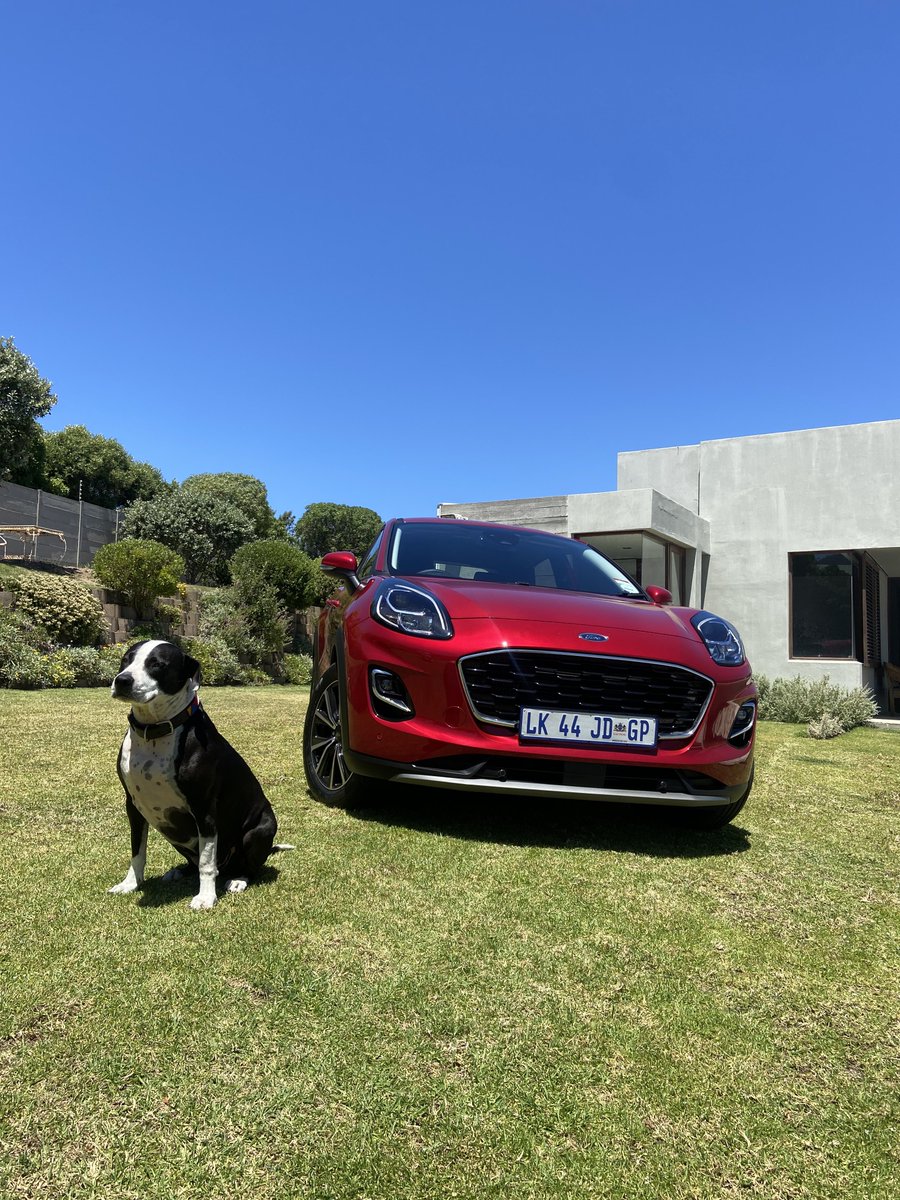 JosiahThobejane's tweet photo. Look, a @FordSouthAfrica Puma Titanium, a Dog, and the occasional Sunday drive around chap mans peak  to get some ice cream, no?

#GetCurious #PumaTitanium #PumaSTLineVignale https://t.co/T6JA46Ry3O