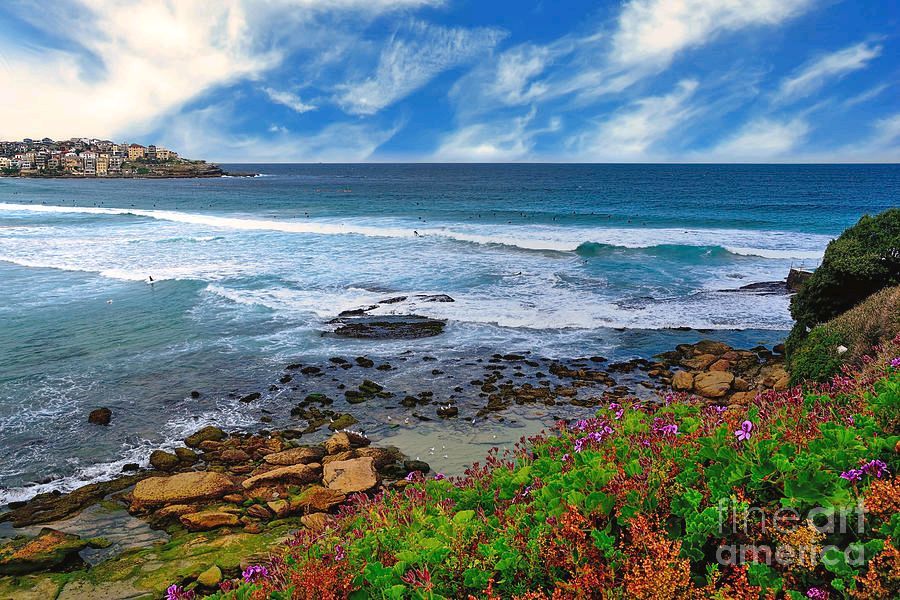 KayeMenner's tweet image. #Geraniums by the #Sea #Bondi #Beach #Sydney by Kaye Menner 
 buff.ly/3N5VNt6