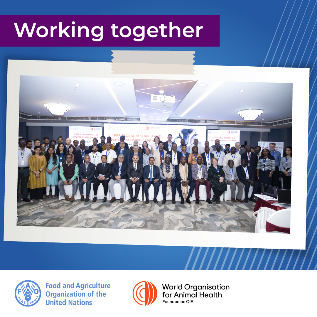 FAOLivestock's tweet photo. 🌐🐑🇮🇳Just concluded the impactful 6⃣th #PestedesPetitsRuminants (PPR) global research network meeting hosted by @icarindia!

Collaboration between @FAO, @WOAH and 1⃣5⃣0⃣ global PPR experts helped tackle crucial knowledge gaps towards PPR eradication.

👉 https://t.co/FZrugKWOei https://t.co/gFjFvaSiVt