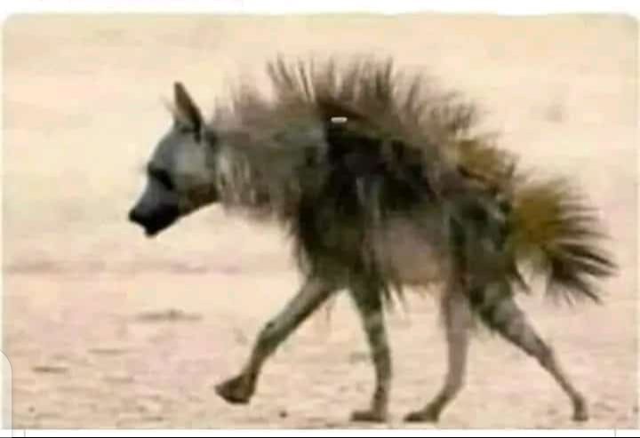 bob_westover4's tweet photo. The dog we sent to check 2024 is back 😂😂😂 https://t.co/ElZfu3RTuN