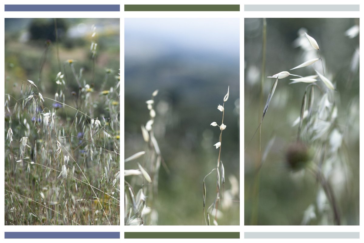 #Granada
#Nature #Naturaleza 
#NaturePhotography #NaturePhoto
#FotoNaturaleza 
#Photo #Photography 
#Foto #Fotografía
#Canon #Canon400D