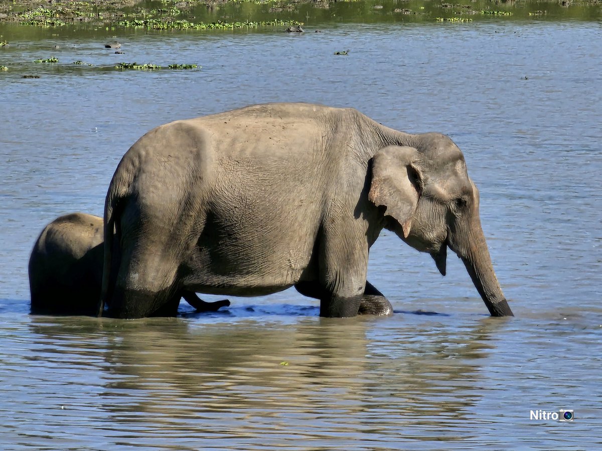 Mother elephant with baby cub..
#naturephotographer #naturephotography  #natgeo #naturephoto #naturepics #naturalbeauty #naturelovers #nature #traveltheworld #travelphotography  #TravelAdventures #travelbloggers #travels #travelpics #photographer #photography #kaziranga