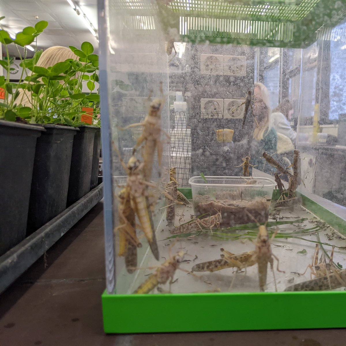 Hamed Azarbad (@hazarbad) on Twitter photo Students are performing experiments on behavioral feeding assay of grasshoppers on leaves of different plant species 🌱🌿🍃, let’s see what grasshoppers 🦗 prefer on this beautiful winter day 🌨️❄️! <a href="/Bio_UMR/">Biology Uni Marburg</a>
<a href="/Uni_MR/">Philipps-Universität</a> Students are performing experiments on behavioral feeding assay of grasshoppers on leaves of different plant species 🌱🌿🍃, let’s see what grasshoppers 🦗 prefer on this beautiful winter day 🌨️❄️! <a href="/Bio_UMR/">Biology Uni Marburg</a>
<a href="/Uni_MR/">Philipps-Universität</a>