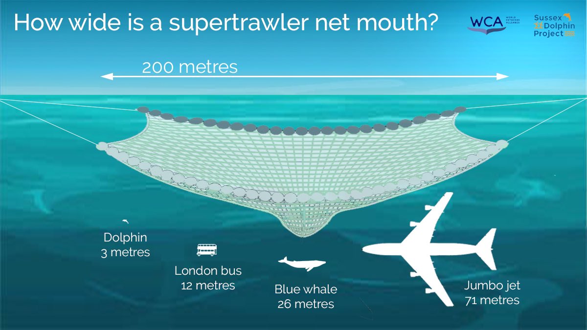 SussexDolphin's tweet photo. The Alida, a 99-metre #Supertrawler is currently operating in the Channel off #brighton #Sussex
These huge vessels use nets up to 1KM long with a net mouth 200 metres wide to target pelagic (midwater) fish but also catch many other species including #dolphins as #bycatch
🧵 https://t.co/aFxzQCDwCS