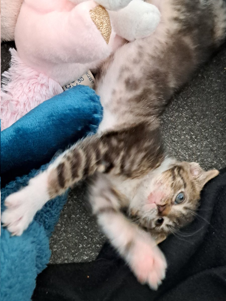 Das beste Bild von Annie: