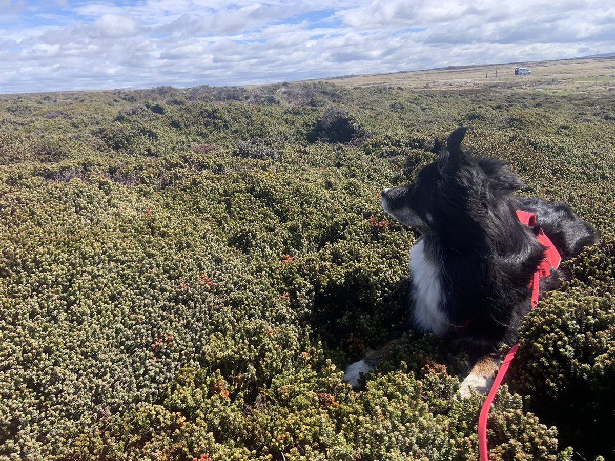 I spent a few hours with Falklands Conservation this morning as they conducted a burrowing seabirds survey. This helps me train the burrowing seabird detection dog and understand how a dog might support this work in future 🐥🐕 @FI_Conservation @Acap_birds