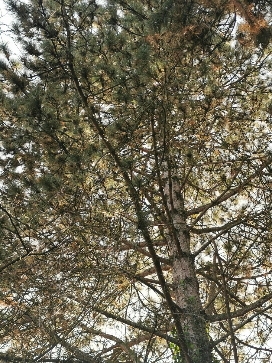 Sekerati_MEVT's tweet image. Nefesin hakikatin'e, adım bakışı attın mı hiç ?! . . . 

#NatureBeauty

#NaturePhotography

#Amazingtree