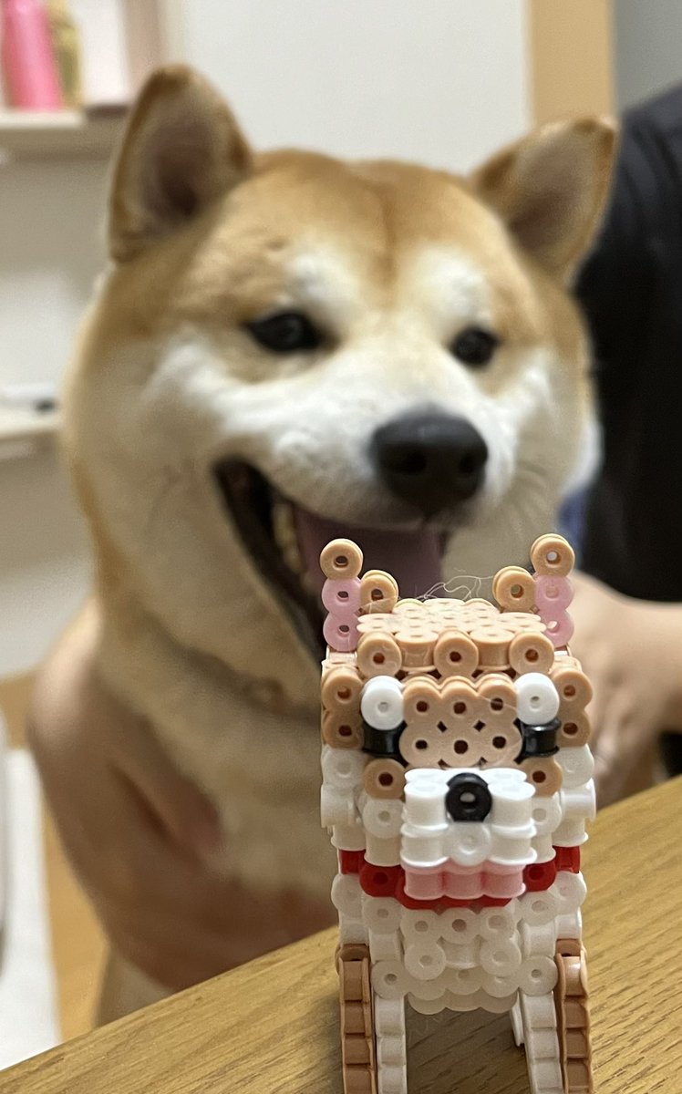 甥っ子が作ってくれたレゴがそらえもんにそっくり！😳
#柴犬 #レゴ