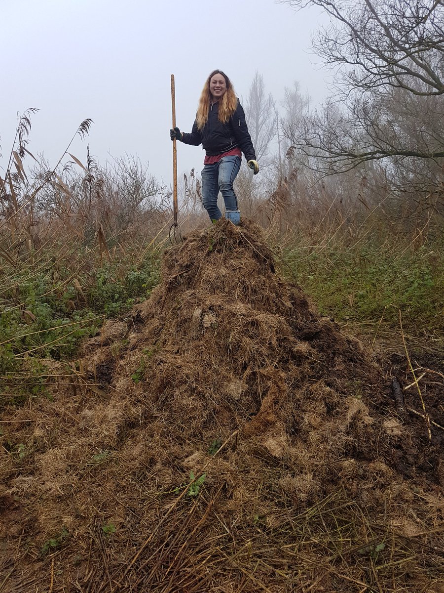 Weer een berg verzet. De broeihopen #ringslang weer omgezet en aangevuld. Klaar voor nieuw seizoen.