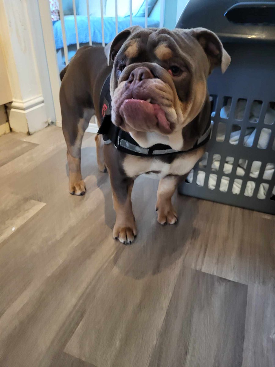 🐾 #Bulldog #DogsOfX #DogsOfTwitter #Dogs #from #anipals