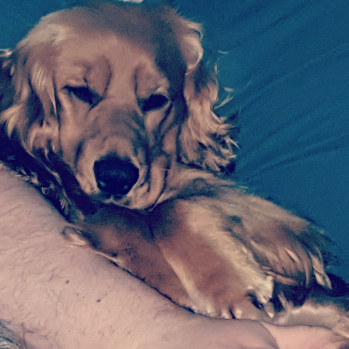 TherapyDogLola's tweet image. #ThrowbackThursday to when Lola was small and cute and loved to fall asleep in our arms...now, aged 6, she just takes over our whole bed and we are lucky if we are allowed any duvet cover. 🤷‍♀️ #Spanielproblems #dogsofx #dogsoftitter