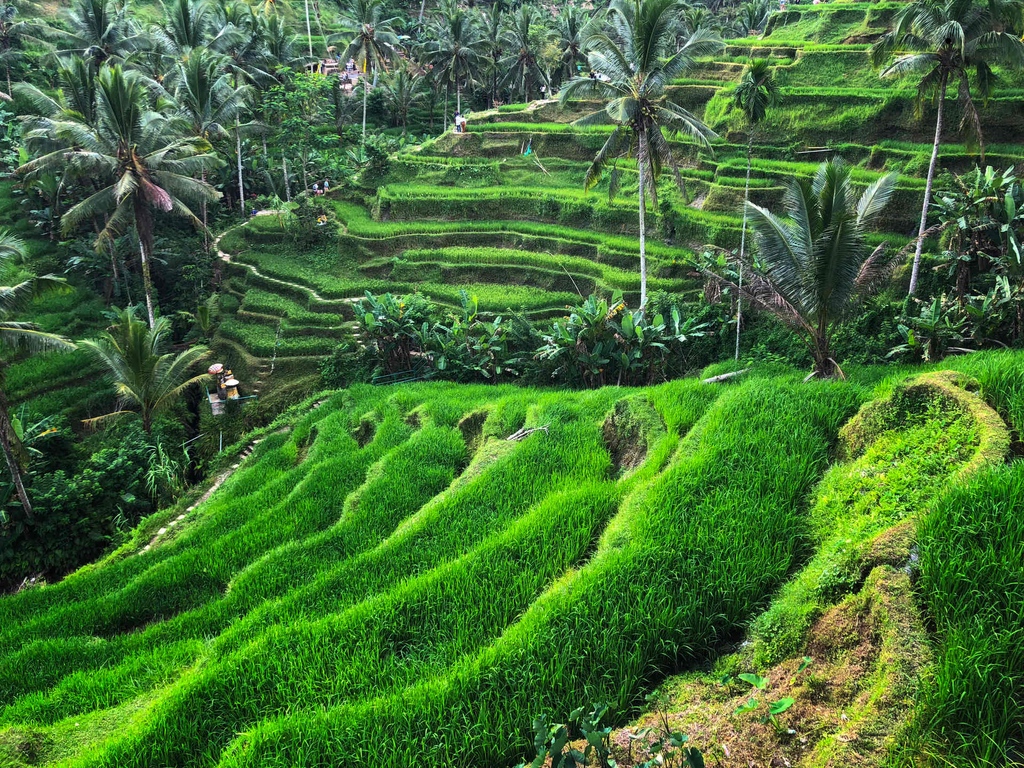 MyStart_com's tweet image. Dive into our latest blog and discover how these stunning landscapes play a vital role in feeding our planet.  
🌾 mystart.com/blog/where-bea…

#ExploreTheWeb #RiceFields #BeautyMeetsBounty #GreenLandscapes #FeedingOurPlanet #EnchantingJourney