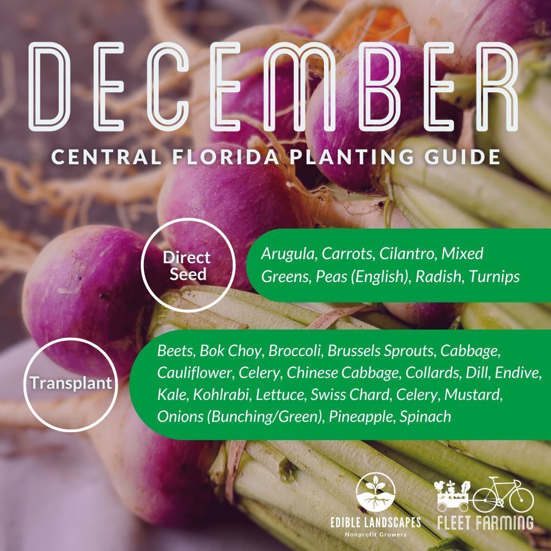 fleetfarming's tweet photo. It feels like just yesterday we were complaining about the heat 🙃 On the bright side, dropping temps mean it's prime time for #EdibleGardening! So many edible plants thrive in this cooler weather, like root veg &amp; leafy greens. Here's what we ❤️ to plant this time of year. 🥕🧅🥬 https://t.co/p5gjEFsZ3u