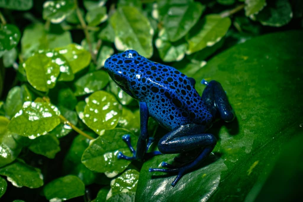 yebblecom's tweet photo. 5 Fun Frog Facts
https://t.co/O8yCnYruEZ
Here, we explore five fascinating frog facts that showcase the extraordinary lives of these amphibian wonders. https://t.co/pdlSeqUlTz