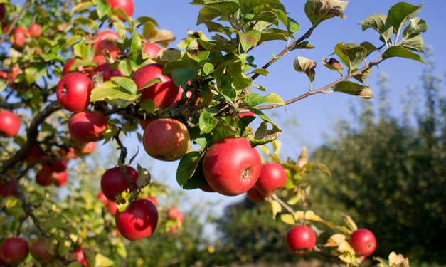 Happy Familiarize Friday! With it also being national Eat a Red Apple Day! We wonder do you know which Club 20 county’s, apple growers entered the National Apple Show in 1909, winning more prizes than any other entrants from across the nation?