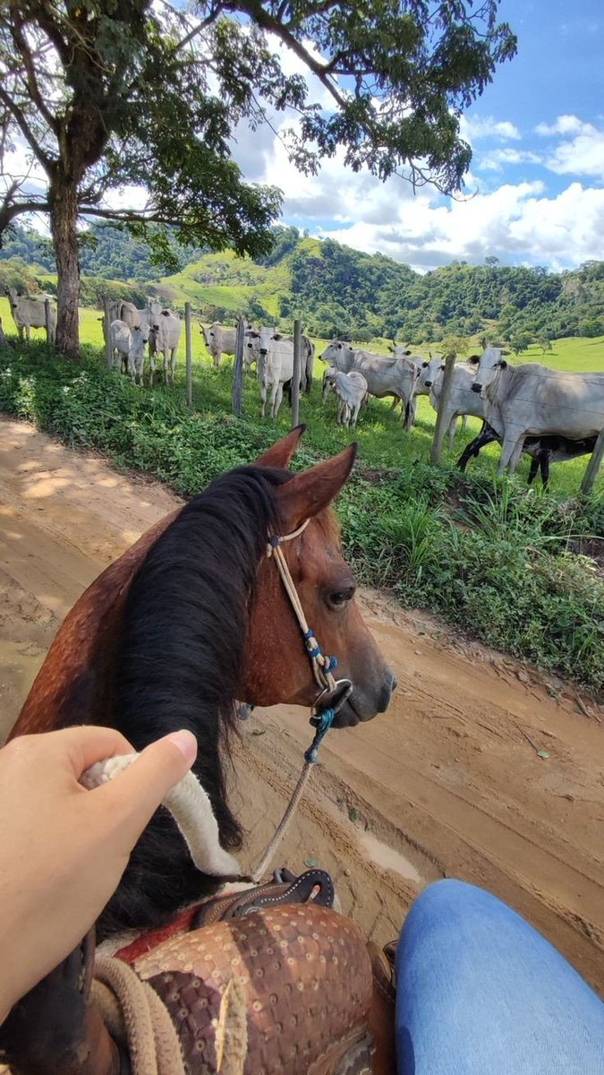 pullthegreen's tweet photo. bom dia! os trabalhos por aqui começaram mais tarde hj mas todo mundo já tá alimentado e bem cuidado. 🤞🏻 vamo q vamo pq hj o trem vai ser puxado 🐎💨 https://t.co/cs8G4IdWIG