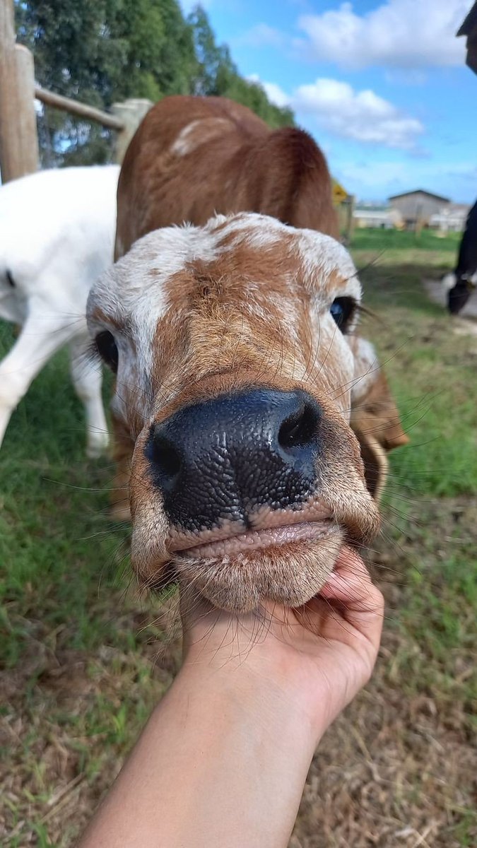 pullthegreen's tweet photo. bom dia! os trabalhos por aqui começaram mais tarde hj mas todo mundo já tá alimentado e bem cuidado. 🤞🏻 vamo q vamo pq hj o trem vai ser puxado 🐎💨 https://t.co/cs8G4IdWIG