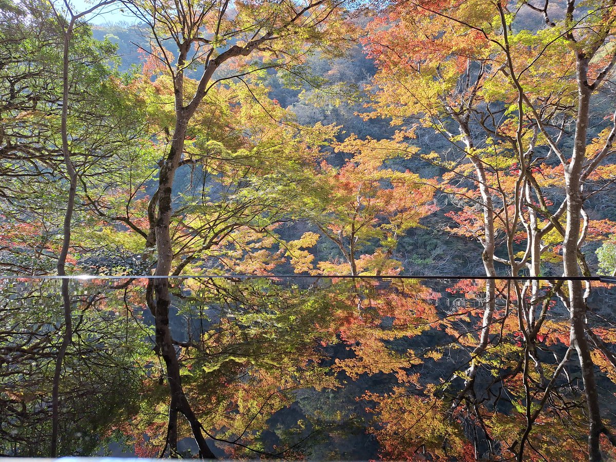 wacamiii's tweet photo. 先日京都に行ってきました🍁
今年も紅葉見に行けて良かった! https://t.co/Zx3tUhdRo8