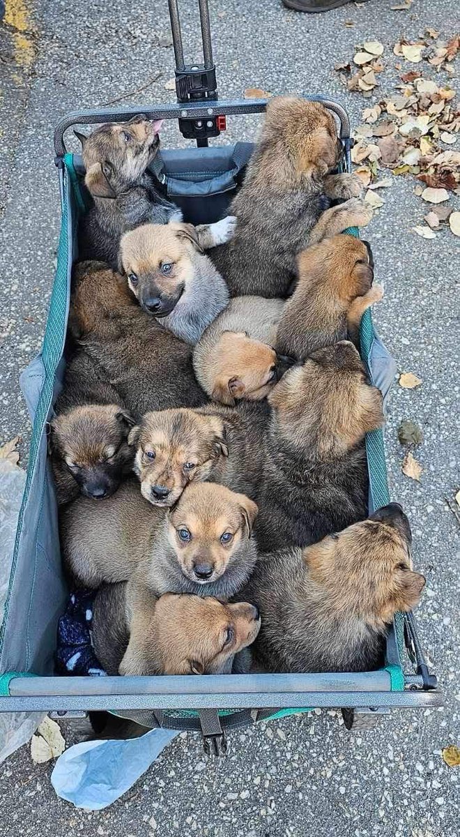 Zoe's Animal Rescue (@furrsq) on Twitter photo Today's Thankful Thursday. As we move to Threads & say goodbye to this platform, we want to thank everyone who followed, retweeted, replied to, and donated to us over the years from this space. We hope you'll follow us at Threads too.
🚨Find us there: info@zoesanimalrescue.org🚨 Today's Thankful Thursday. As we move to Threads & say goodbye to this platform, we want to thank everyone who followed, retweeted, replied to, and donated to us over the years from this space. We hope you'll follow us at Threads too.
🚨Find us there: info@zoesanimalrescue.org🚨