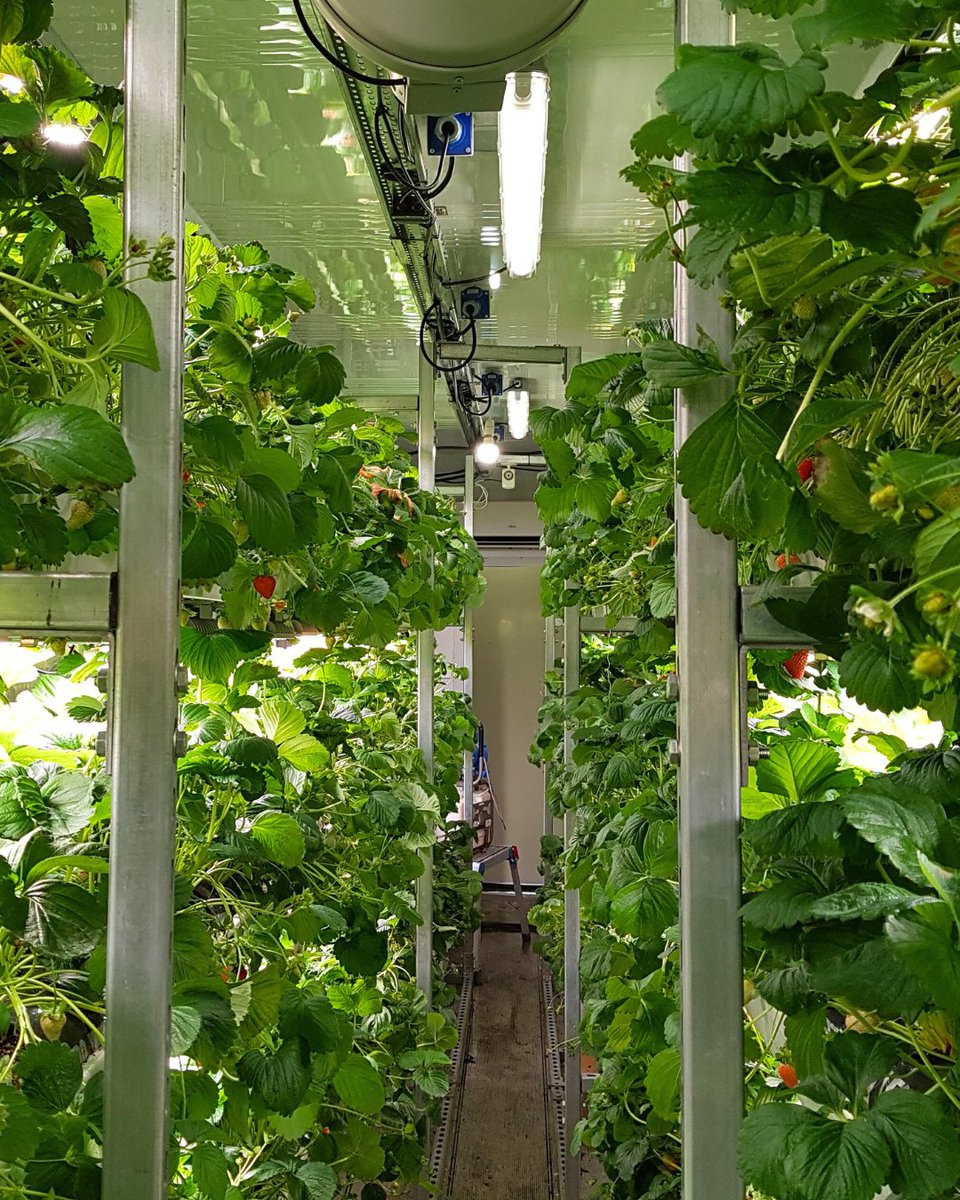 Transforming containers into berry havens! 🍓🌱 Beginning in 2018, Kroptek and Berry Gardens, the UK's largest berry supplier, teamed up to convert a shipping container into an indoor strawberry farm 🇬🇧   
#AgTech #IndoorFarming #BerryInnovation