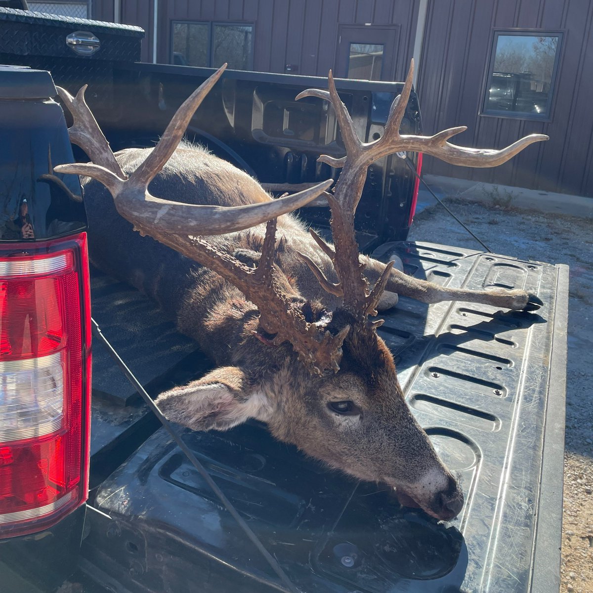 MDC_online's tweet photo. Do you recognize this deer? This large whitetail with a unique rack is the subject of a poaching investigation in the Crawford Co./Iron Co. area. If you have info or you recognize this deer from your game camera, call Cpl. Kyle Clinton at 573-308-7931. https://t.co/0T1u2X28kh