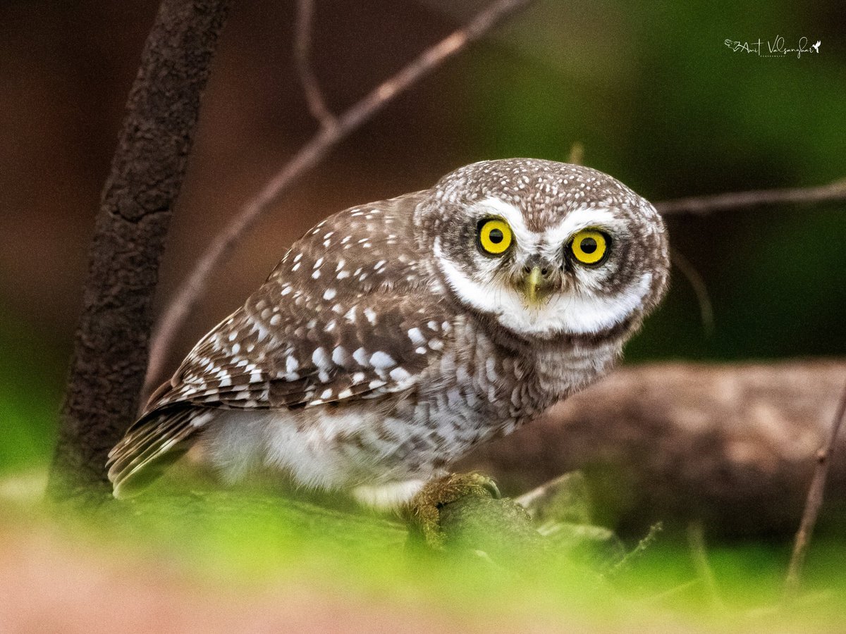 Spotted owlet
#beauty #birds #earthcapture #birdphotography #BirdTwitter #IndianBirds #NaturePhotography #birdsofindia #BirdsSeenIn2023  #naturelover #natgeo #Canon #avibase #OWL #TwitterNatureCommunity #bestbirdshots #birdsportrait #mydailybird #IndiAves @ThePhotoHour #owls