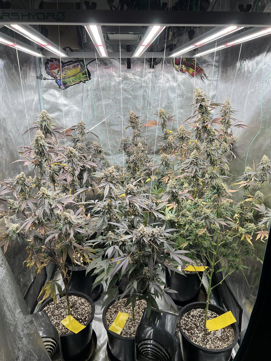 Day 51 of flower on this pheno hunt and the ladies are getting close, still have some time left under the #marshydrofce4800 but I can’t wait to smoke on these sexy mamas! They freaking wreak!