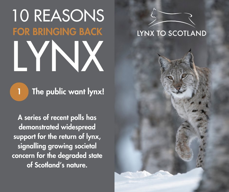 ScotlandTBP's tweet photo. When asked, most people (72.4%) living near lynx in Norway say they LIKE living with lynx. Just 8.3% say they dislike lynx. In Scotland – where we're currently denied the opportunity to live near lynx – the majority of people also WANT to see lynx reintroduced. #LynxToScotland https://t.co/YmqXAqLEXw